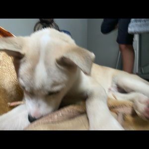 Meet your Posher, Lucero